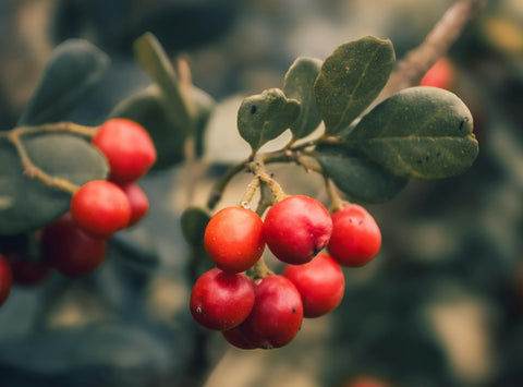 Cold Bloomers and Plant Music with PlantChoir