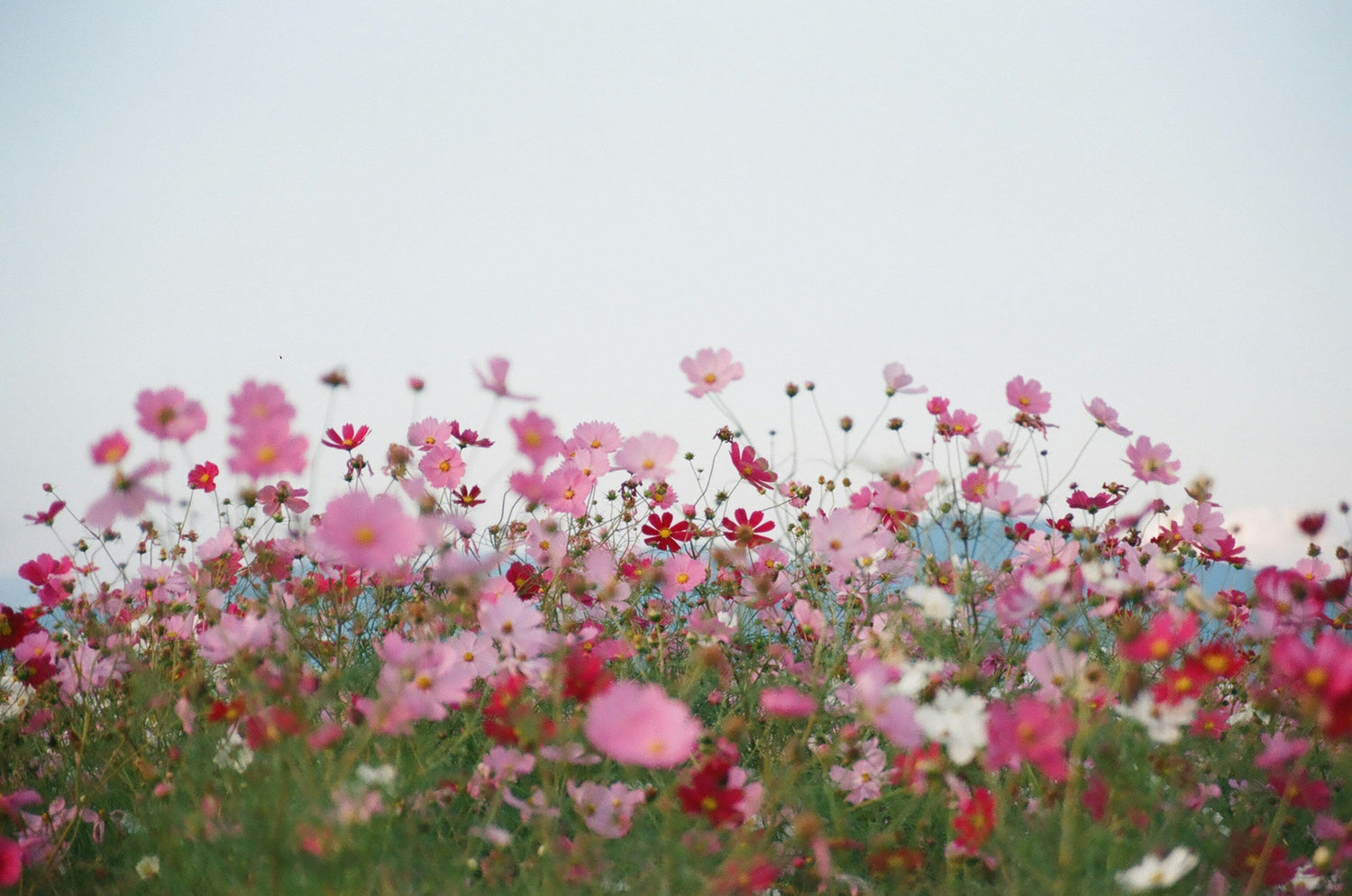 September Bloomers