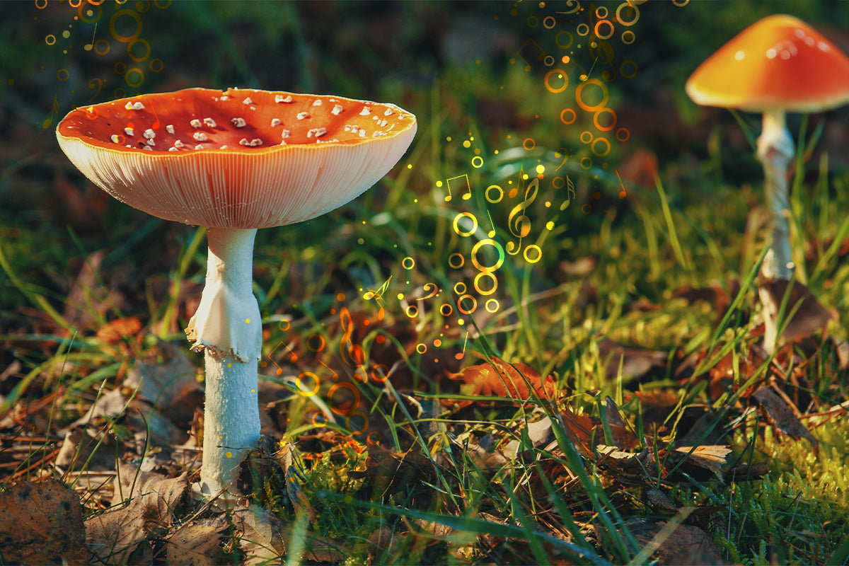 Mushroom Music