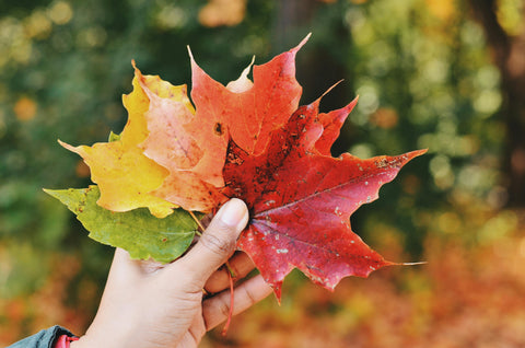 How Leaves Change Colour—and How Their Music Shifts with Biofeedback