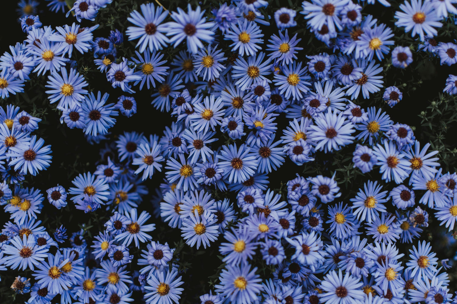 field of aster flowers