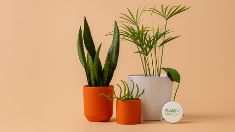 Three potted plants and a small ball with 'PlantChoir' device on a beige background