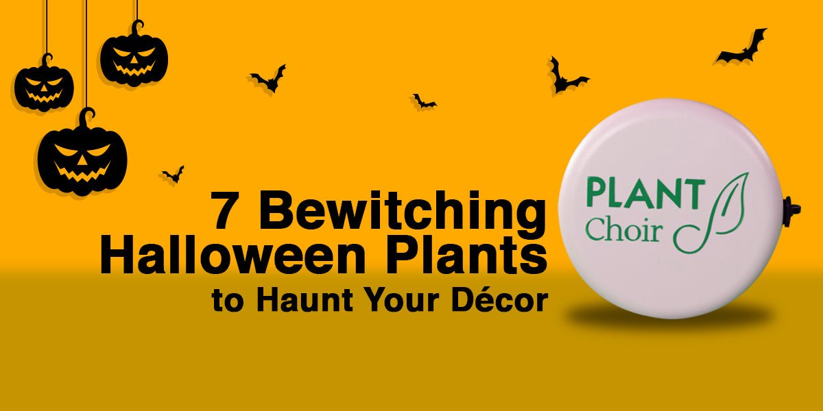 7 Bewitching Halloween Plants to Haunt Your Décor - PlantChoir
