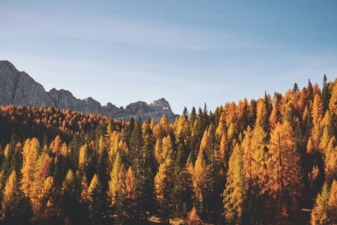 Let the Forest Sing: Fall Hiking