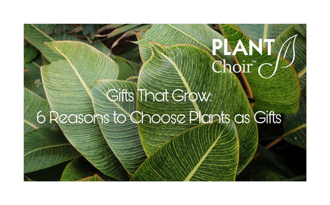 Gifts That Grow: 6 Reasons to Choose Plants as Gifts - PlantChoir