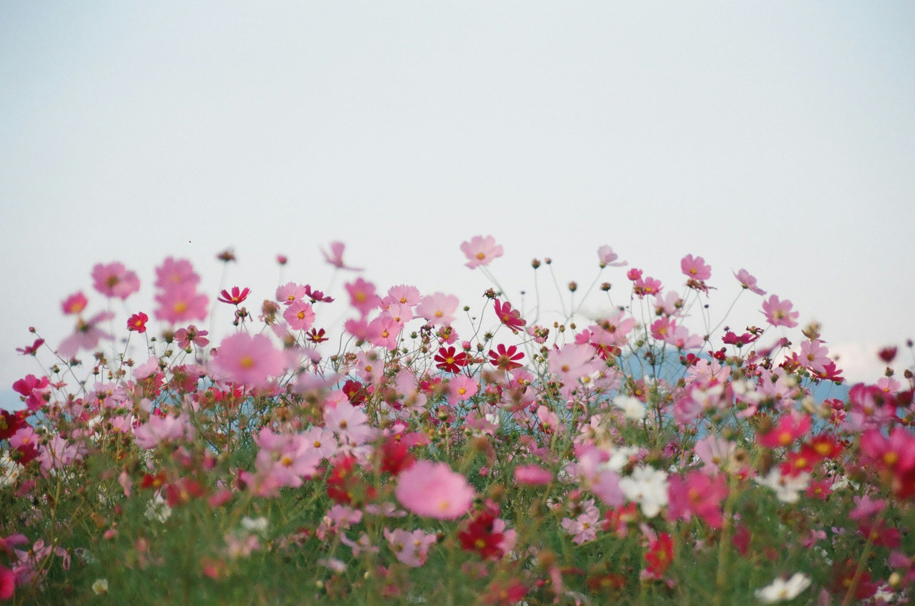 September Bloomers