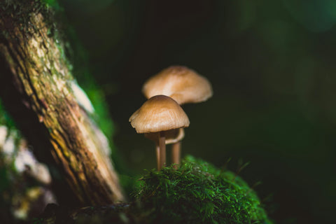 Why Fungi Choose Autumn