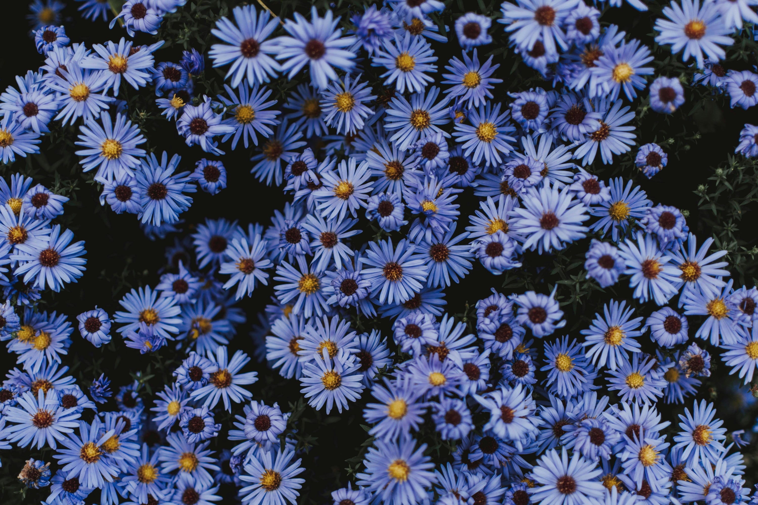 field of aster flowers