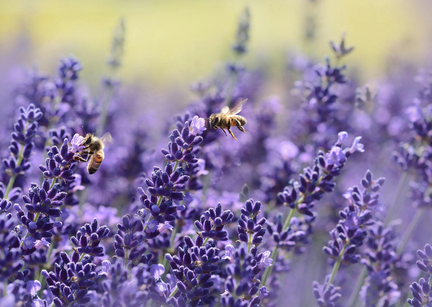 lavender field with 2 bees 