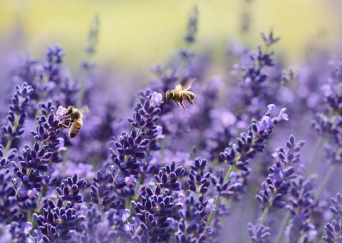 lavender field with 2 bees 