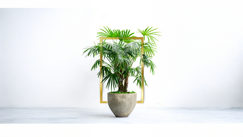 Plant Music for World Television Day