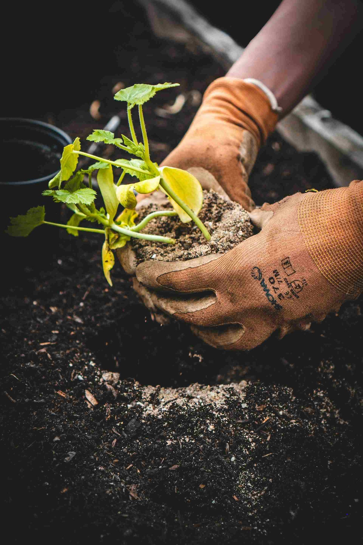Make Music With Your Plants | PLANTChoir – PlantChoir